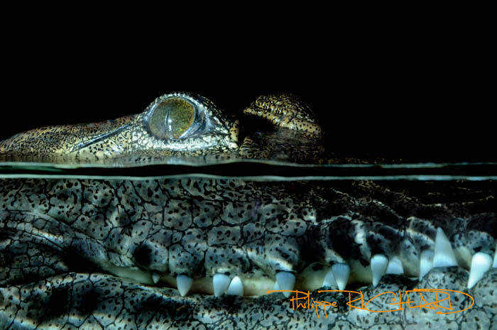 Les cros du croco.jpg